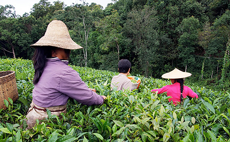 お茶詰みをする家族：プーアール茶を求めて雲南旅行。